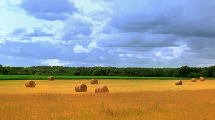 Field of straw bales on a sunny summer day