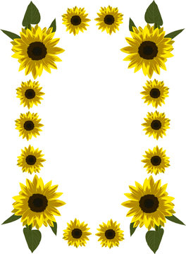 frame of yellow sunflowers