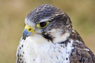 Head of Falcon