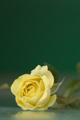 Close-up view of nice fresh yellow rose on green back