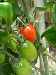Red And Green Floridity Tomatoes 455