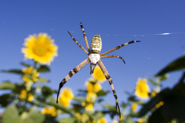 Garden spider