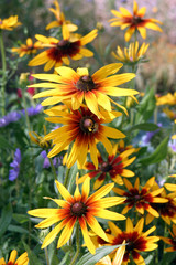 Yellow flowers in the garden