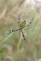 Araignée (Argiope) dans sa toile