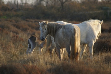 Fototapeta premium chevaux camarguais