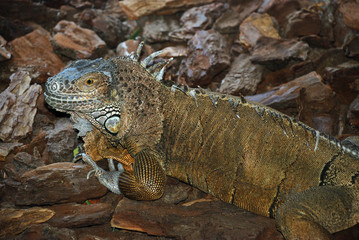 iguane