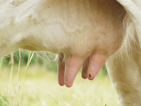 pis de vache - mamites