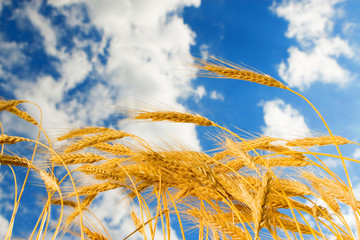 golden wheat in the blue sky background