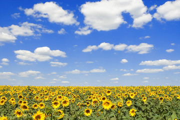 field of sunflowers and blue sky background