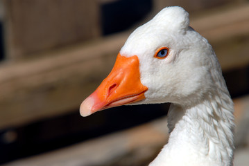 Goose with orange peak