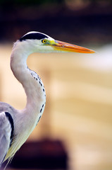 Grey Heron at the beach