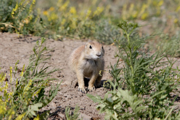 Prairie dog in the field 8.