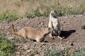 Prairie dog in the field 6.