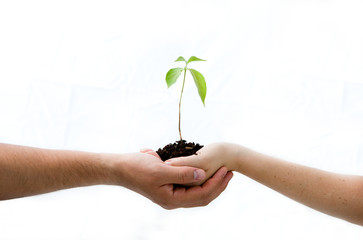 Plant in hands