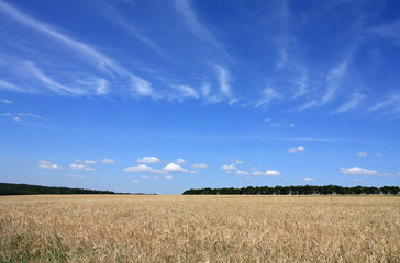 Obraz premium Field of barley - landscape