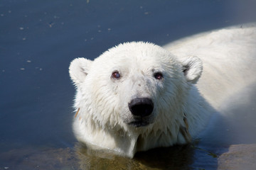 White bear