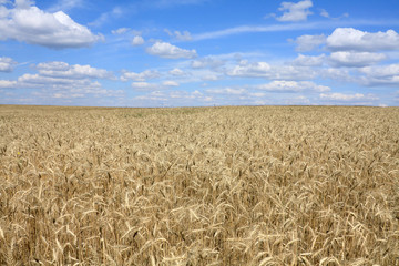 Field of barley - landscape