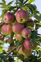 Tree branch with ripe red apples