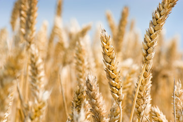 wheatfield and sky