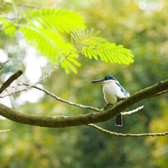 White Collared Kingfisher