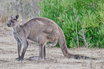 Large male kangaroo on Kangaroo Island