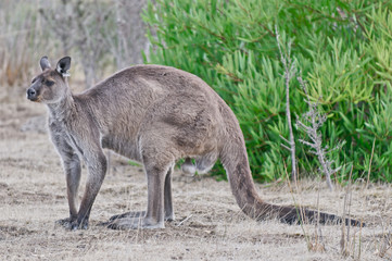 Naklejka na ściany i meble Large male kangaroo on Kangaroo Island