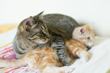 Un chat bien protecteur