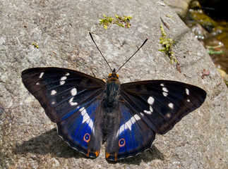 Butterfly Amur Purple 4