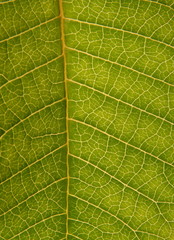 Green leaf texture as background