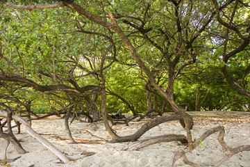 Twisted Trees on Beach