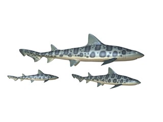 requins léopard