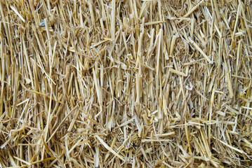 Abstract background of dry Hay