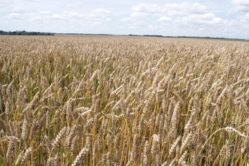Champs de blé