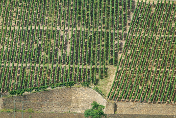 wein