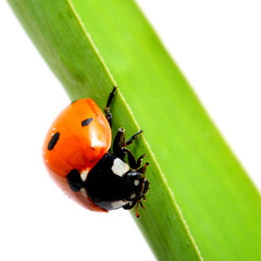 ladybug on grass