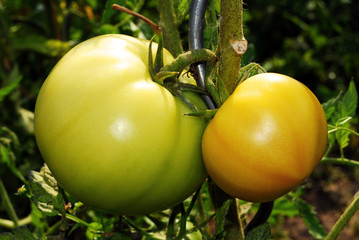 tomate green