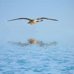 vol de goéland........ciel pur.........mer calme... © Unclesam