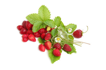 Wild strawberries