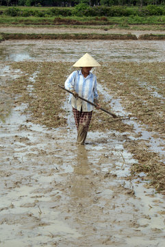 Woman and rice field