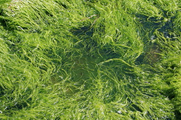 algue, algues, bretagne,