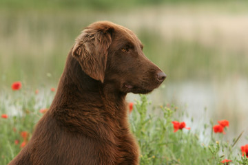 flat coated retriever