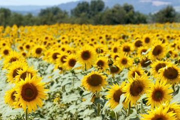 Fototapeta premium sunflower field