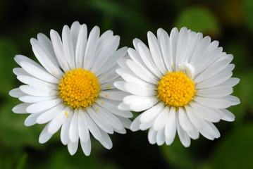 Obraz premium Margerithen