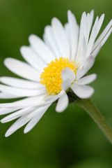 Obraz premium Blume Detail