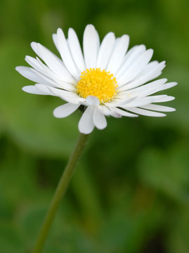 Margerithe