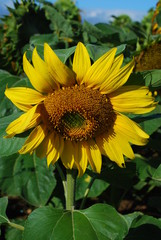 Obraz premium fleur de tournesol jaune