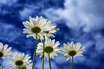 marguerites dans le ciel