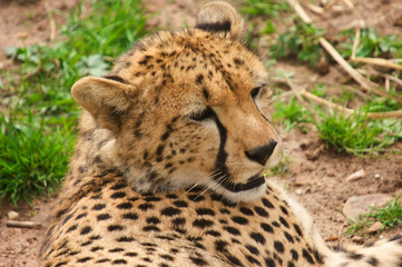 Cheetah