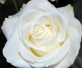 Weiße Rose