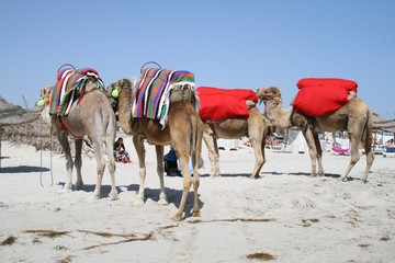 Caravane de chameaux